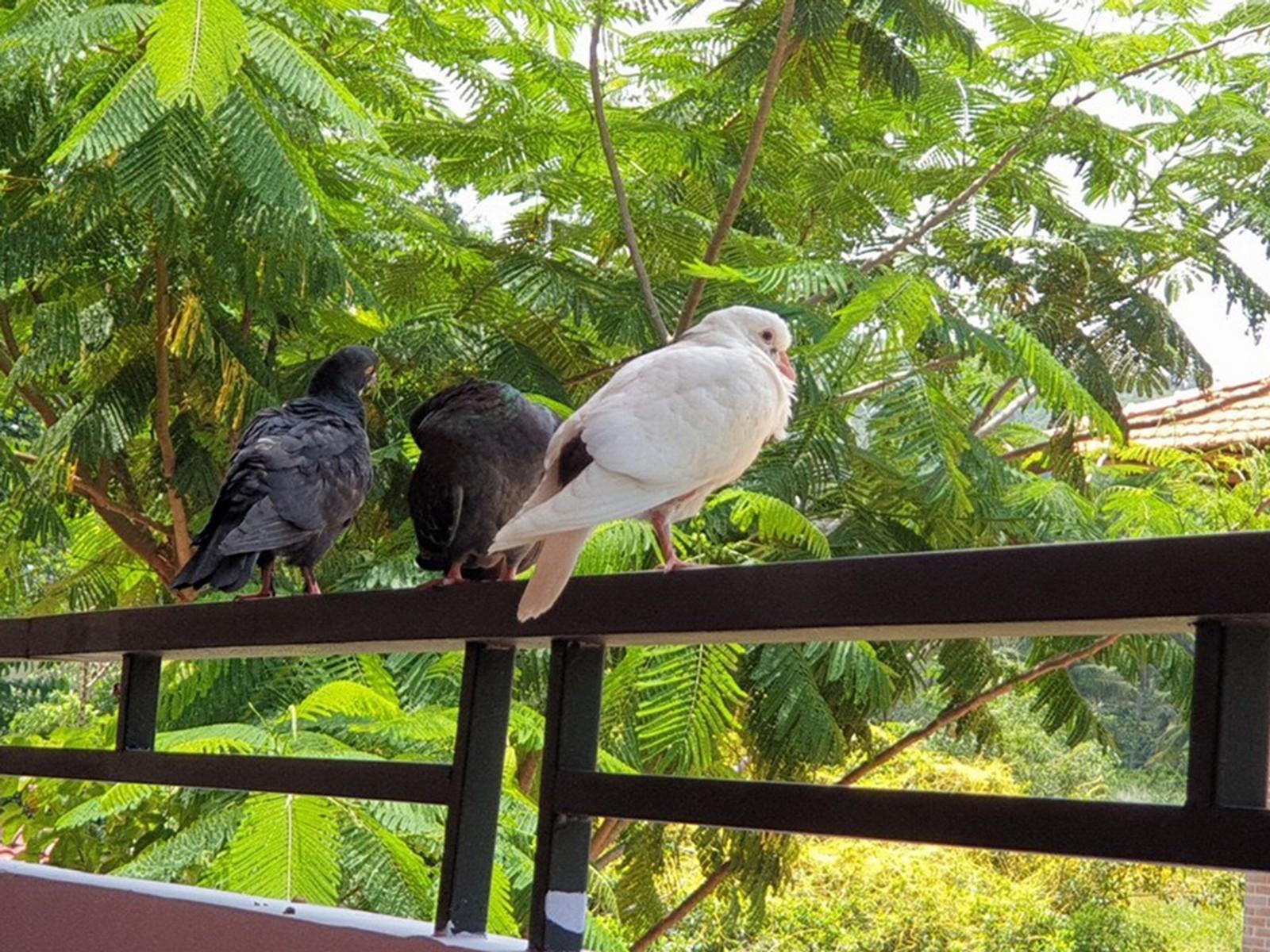 Countryside Phu Quoc Resort Экстерьер фото